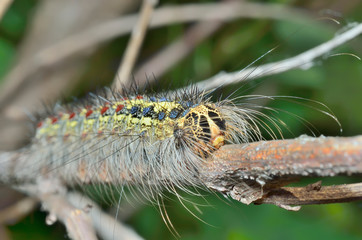 Wall Mural - Very haired caterpillar 2