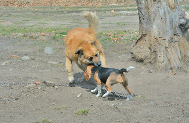 Canvas Print - Playing dogs 1