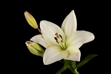 Wall Mural - white lily flower