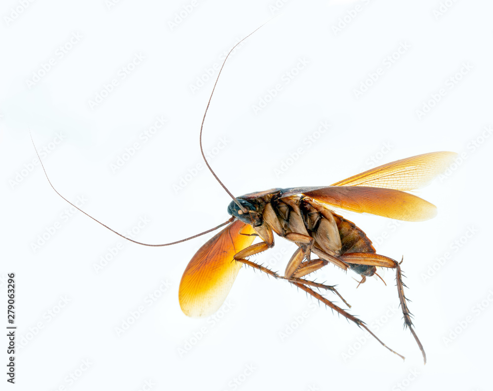 Periplaneta is a genus of cockroaches. The group is known as set by ...