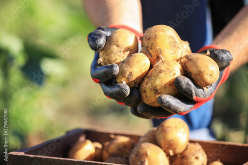 Fotografía Male farmer with gathered potatoes in field, closeup