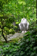 Wall Mural - Female snowy owl sitting in aviary.