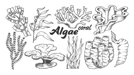 Wall Mural - Collection Algae Seaweed Coral Set Vintage Vector. Different Algae Underwater Species, Marine Creatures, Sea Or Ocean Flora And Fauna Concept. Designed Template Monochrome Illustrations