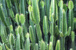 © Farknot Architect - Closeup image of euphorbia ingens cactus trees