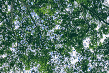 Wall Mural - Trees and green leaves background