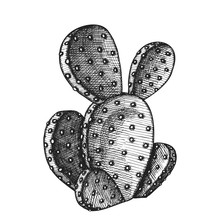 Opuntia Azurea Prickly Pear Cactus Ink Vector. Decorative Ficus-indica Spineless Cactus Wild Floral Exotic Tropical Plant. Hand Drawn In Retro Style Template Monochrome Illustration