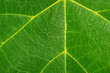 © vitomoto - green leaf texture background closeup