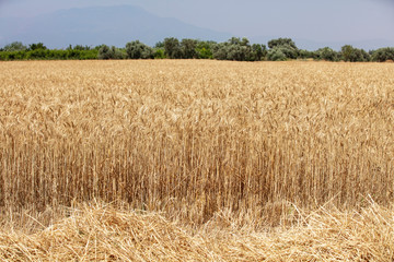 Wheat field. Ears of golden wheat close up. Beautiful Nature Sunset Landscape. Rural Scenery under Shining Sunlight. Background of ripening ears of meadow wheat field. Rich harvest Concept