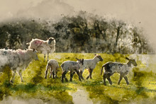 Digital Watercolor Painting Of Beauitful Landscape Image Of Newborn Spring Lambs And Sheep In Fields During Late Evening Light