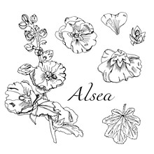 Set With  Bouquet And Single Flowers Of Mallow And Leaves. Hand Drawn Ink Sketch. Black Elements Of Malva Flowers Isolated On White Background.