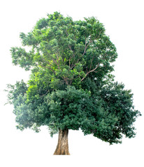 The tree is completely separated from the white ba background Scientific name  Tamarindus indica L.  tamarind