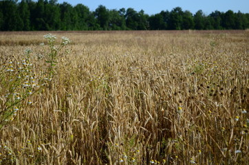 Golden ears of wheat on the field