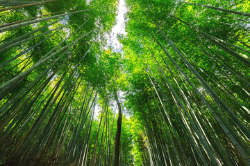 Wall Mural - Japanese bamboo forest
