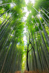 Wall Mural - Japanese bamboo forest