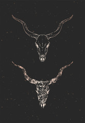 Vector illustration with two variants of hand drawn antelope skull on black background. Gold silhouettes and contour with grunge texture.