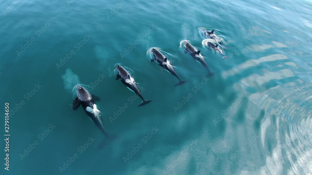 Wild Orcas killerwhales pod  traveling in open water in the ocean - obrazy, fototapety, plakaty 