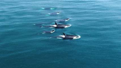 Wall Mural - wild orcas killerwhales pod traveling in open water in the ocean