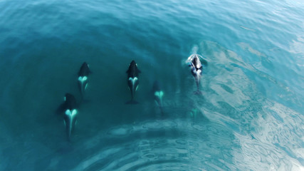 Wall Mural - wild orcas killerwhales pod traveling in open water in the ocean