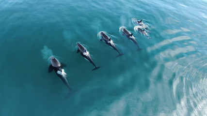 Wall Mural - wild orcas killerwhales pod traveling in open water in the ocean
