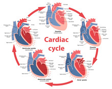 Diagram Of The Phases Of Cardiac Cycle With Main Parts Labeled. Circulation Of Blood Through The Heart. Vector Illustration In Flat Style Over White Background.