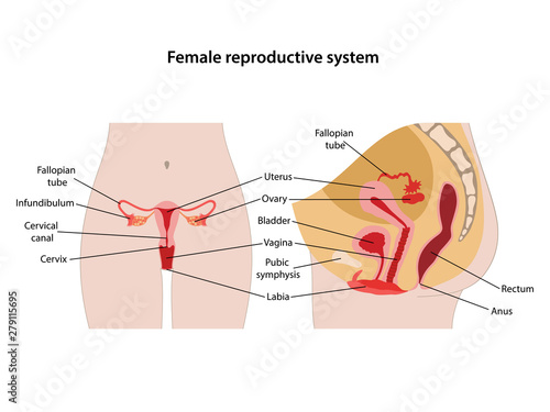 Female Reproductive System With Main Parts Labeled Anterior And Lateral Views Vector Illustration In Flat Style Over White Background Stock Vector Adobe Stock