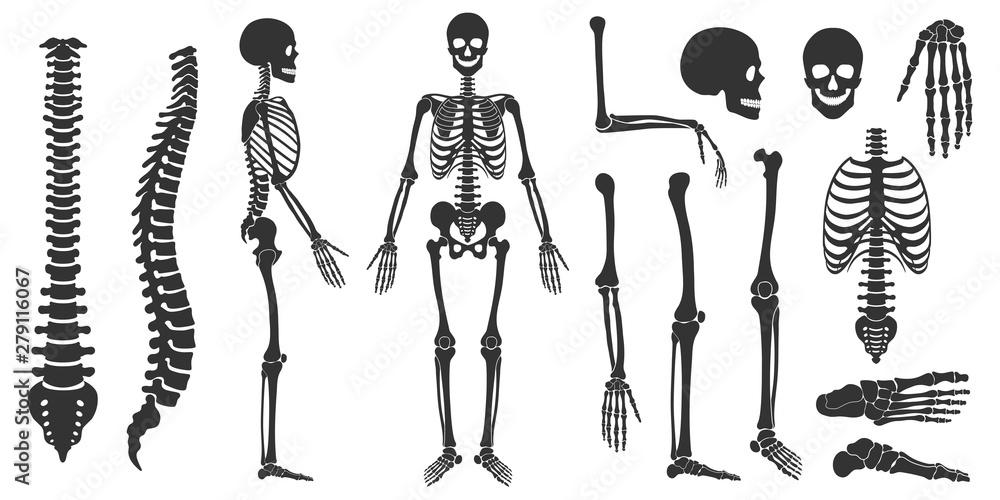 Set of black silhouettes of skeletal human bones isolated on white background. Vector illustration in flat style - obrazy, fototapety, plakaty 