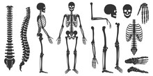 Set Of Black Silhouettes Of Skeletal Human Bones Isolated On White Background. Vector Illustration In Flat Style