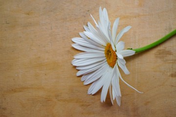 Wall Mural - selective focus, white large daisies with yellow pollen on the stucco, with green stem on a light wooden background