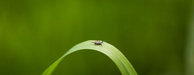 Tick (Ixodes ricinus) waiting for its victim on a grass blade - parasite potentionally carrying dangerous diseases