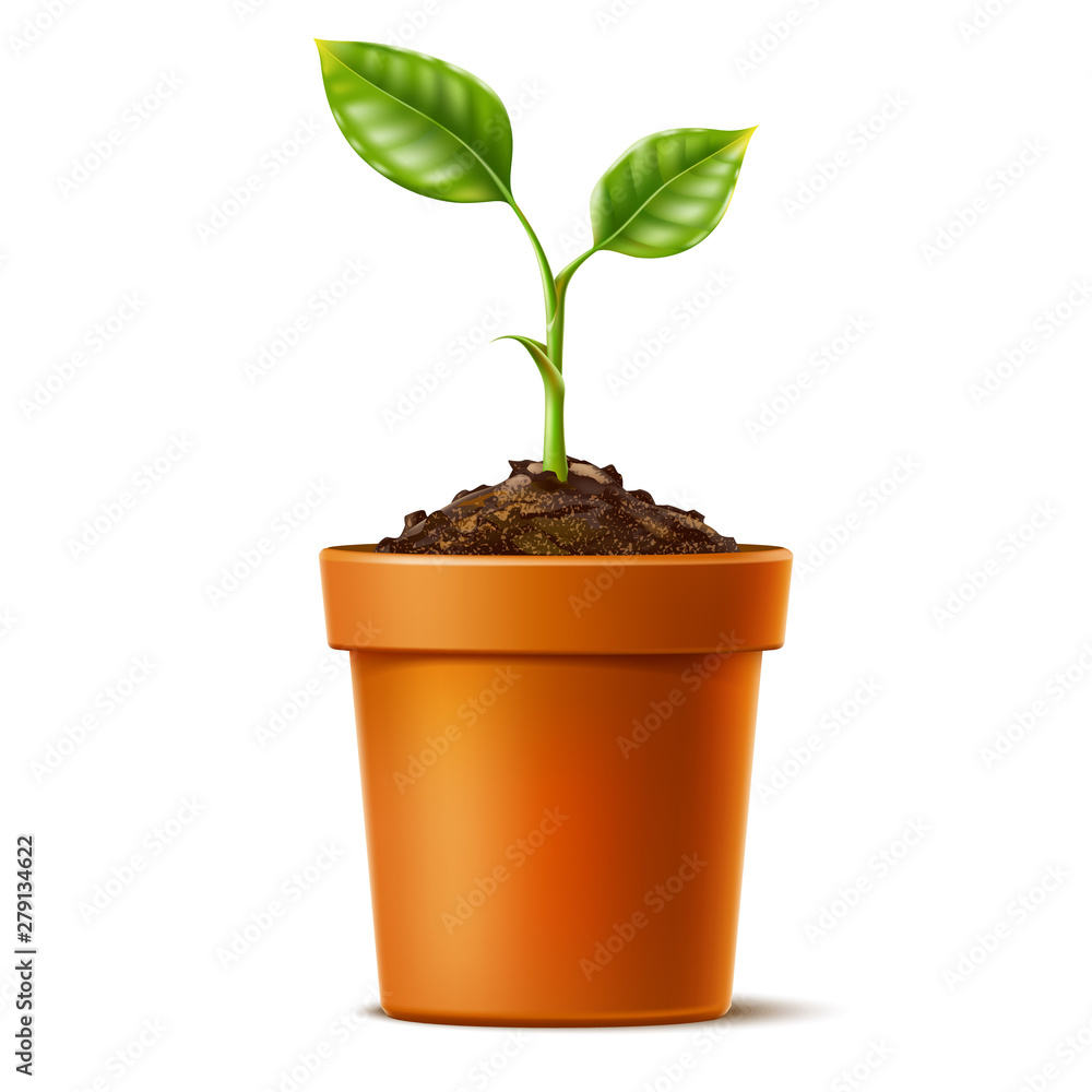 Vector 3d green seedling grows in soil ceramic pot - obrazy, fototapety, plakaty 