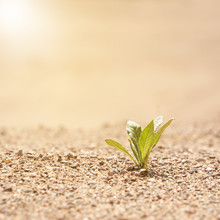 Alone Green Plant Illuminated By Sunlight On The Sand. The Concept Of Survival. Photo With Copy Space.