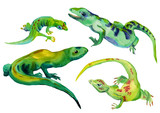 Fototapeta Dinusie - Watercolor hand drawn ilustration set of four different color lizards, isolated on white background. Design for children illustration, backgrounds, packaging, decoration. 