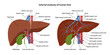Internal anatomy of human liver with description of the corresponding parts. Arterial and venous circulatory system of liver. Blood supply to the liver. Vector illustration in flat style