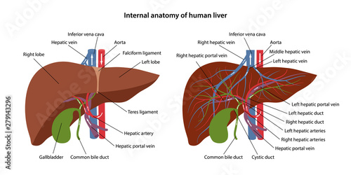 Anatomy Where Is The Liver