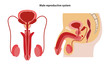 Male reproductive system. Anterior and lateral views. Vector illustration in flat style over white background.