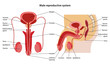 Male reproductive system. Anterior and lateral views. Vector illustration in flat style over white background.