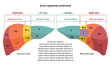 Anatomy Of The Human Liver With Description Of The Segments And Lobes. Anterior And Posterior Views. Vector Illustration In Flat Style Isolated Over White Background.