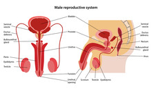 Male Reproductive System. Anterior And Lateral Views. Vector Illustration In Flat Style Over White Background.