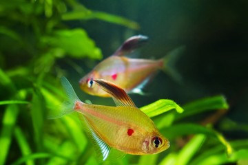 Wall Mural - couple of popular ornamental blackwater fish bleeding heart tetra, Hyphessobrycon socolofi, originated from Rio Negro, Amazonia, spawn in natural biotope aquarium