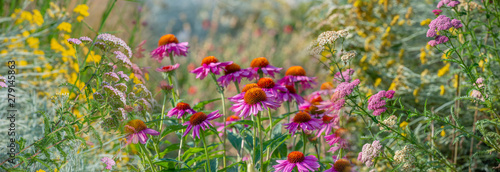 The Echinacea - coneflower close up in the garden
