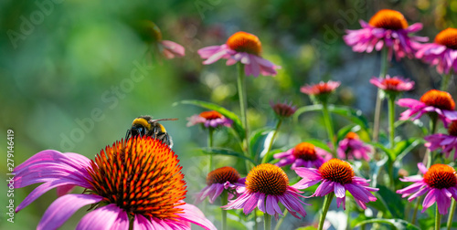 The Echinacea - coneflower close up in the garden