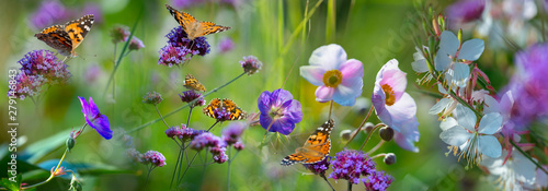The panoramic view the garden with flowers and butterflies