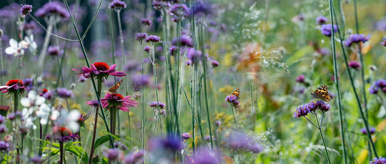 The panoramic view the garden with flowers and butterflies