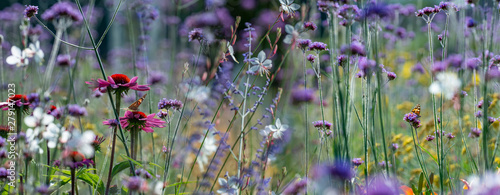 The panoramic view the garden with flowers and butterflies