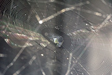 Spider in a web of light