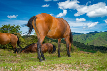 Horse in a pasture in the mountain valley