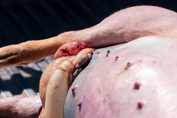 Wall Mural - The condition of the pig that is bitten by other pigs, with the intestine protruding outside and the green flies on the body.