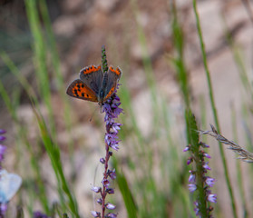 Butterfly. Col de espinouse Languedoc France