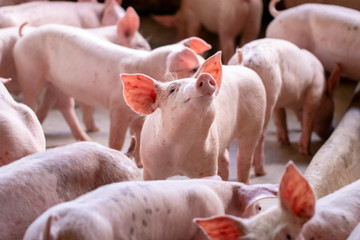 small piglet in the farm. group of pig indoor on a farm yard in thailand. swine in the stall.