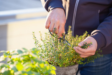 gardener picking thyme leaves on balcony